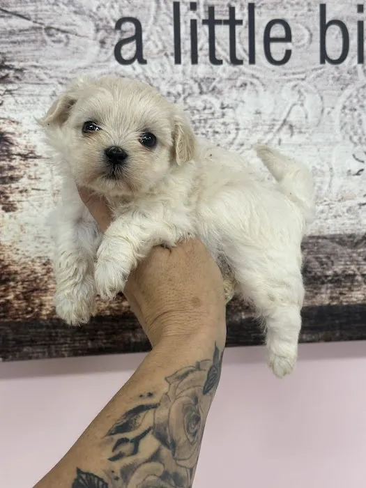 Lil Divas Puppy Boutique Picture 3