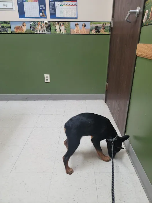 Highland Village Pet Hospital Picture 6