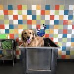 Unleashed by Petco