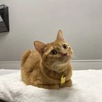 East Valley Pet Hospital