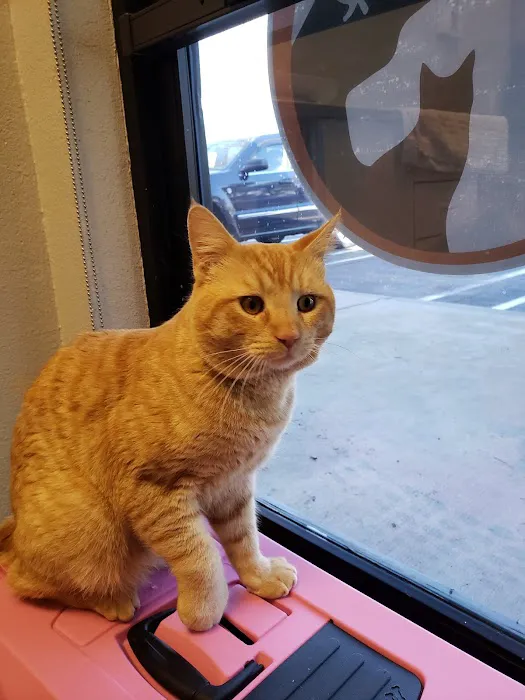 East Valley Pet Hospital Picture 5