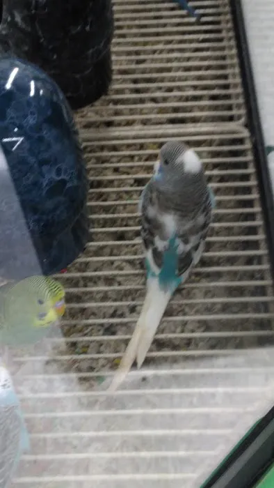 Petco Picture 10
