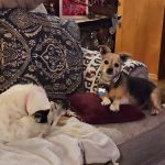 Adobe Veterinary Clinic