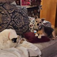 Adobe Veterinary Clinic ico