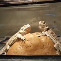 Mike Pet Center LLC ico