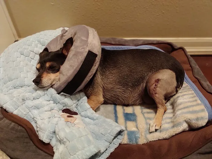 Yucaipa Animal Hospital Picture 1