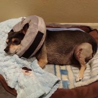 Yucaipa Animal Hospital ico