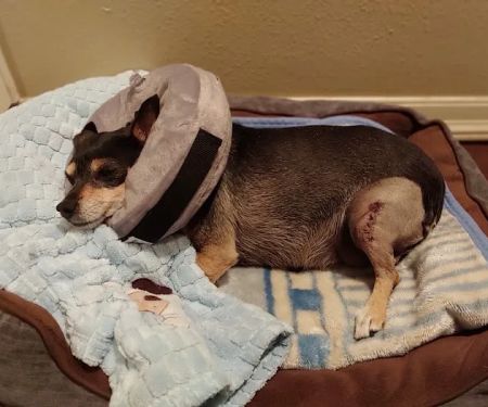 Yucaipa Animal Hospital