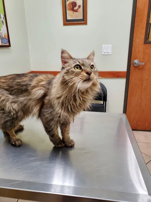 Yucaipa Animal Hospital Picture 3