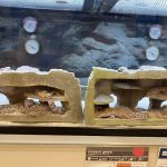 Petco
