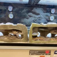 Petco ico