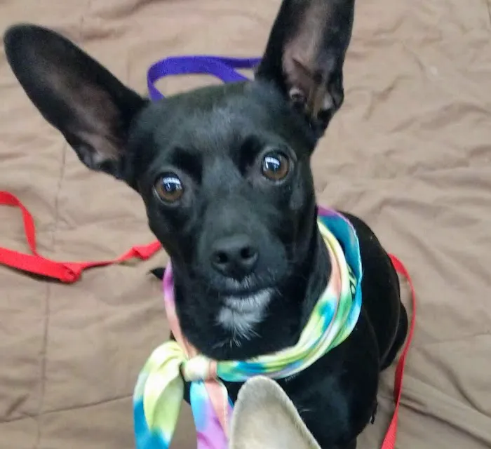 Petco Picture 3