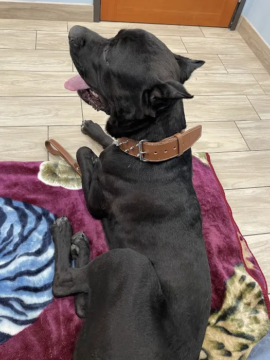Oak Glen Animal Hospital Picture 6