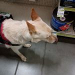 PetVet Vaccination Clinic