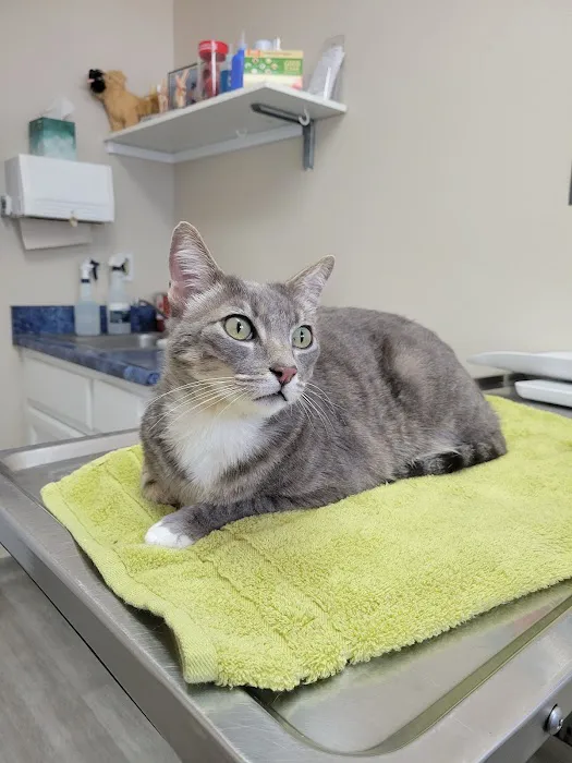 Calimesa Vet Clinic Picture 2