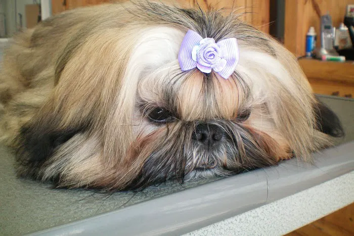 Green Valley Veterinary Clinic Picture 8