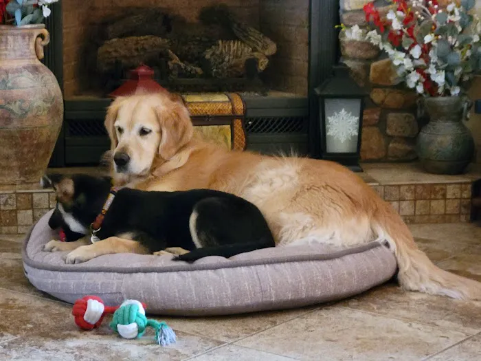 Oak Valley Animal Hospital Picture 8