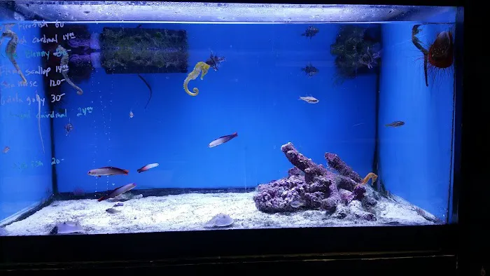 Sea Level Aquarium Picture 4