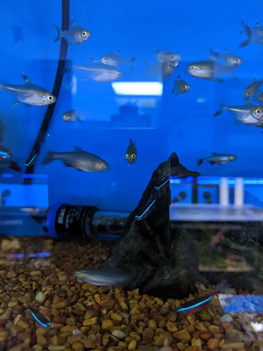 Sea Level Aquarium Picture 3