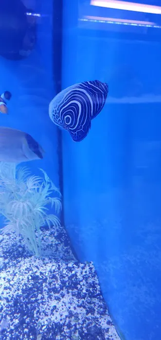 Sea Level Aquarium Picture 1