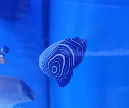 Sea Level Aquarium