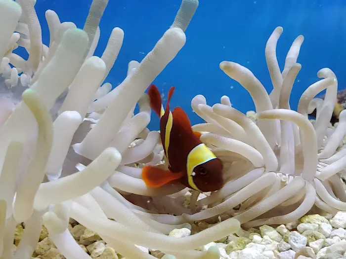 Sea Level Aquarium Picture 7
