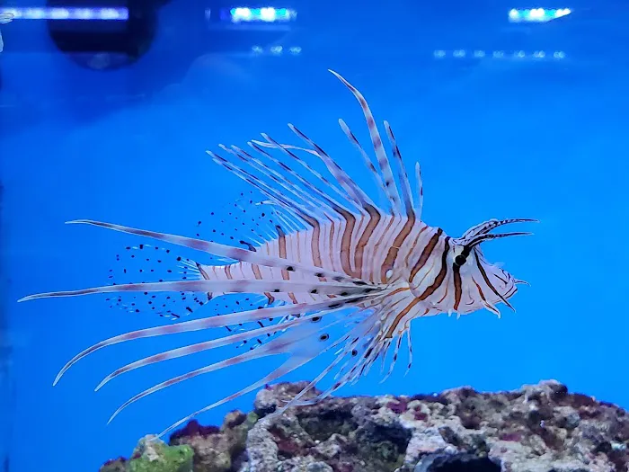Sea Level Aquarium Picture 8