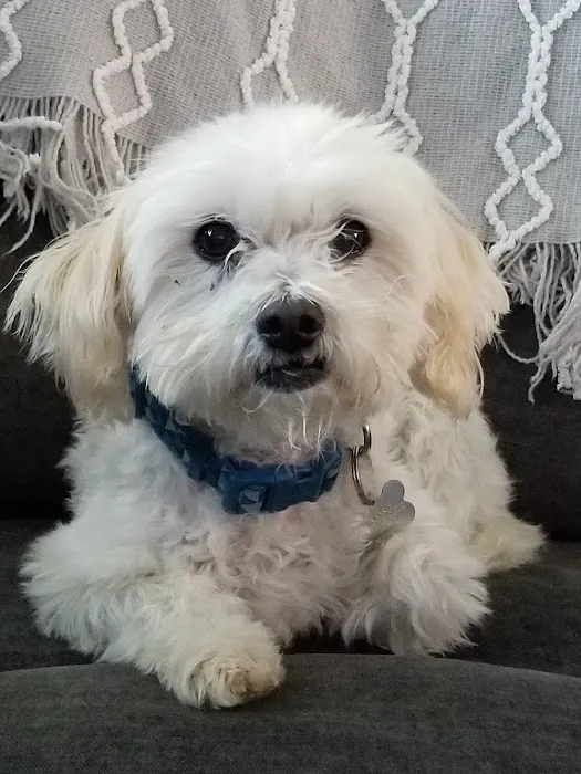 Beaumont Animal Hospital Picture 5