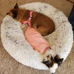 Beaumont Animal Hospital