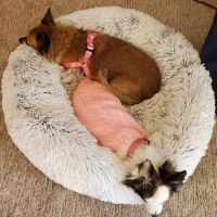 Beaumont Animal Hospital ico