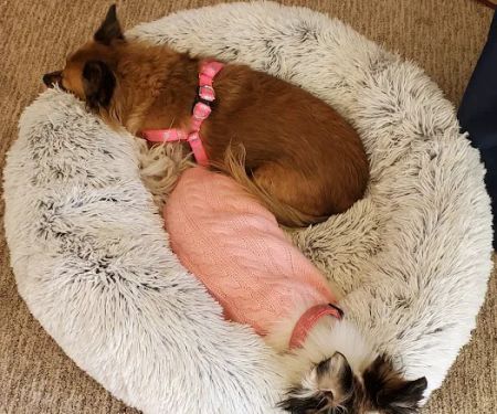 Beaumont Animal Hospital