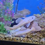 Anchor Aquarium Freshwater Fish & Maintenance