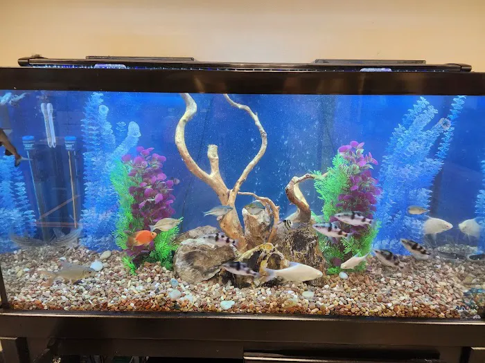 Anchor Aquarium Freshwater Fish & Maintenance Picture 10