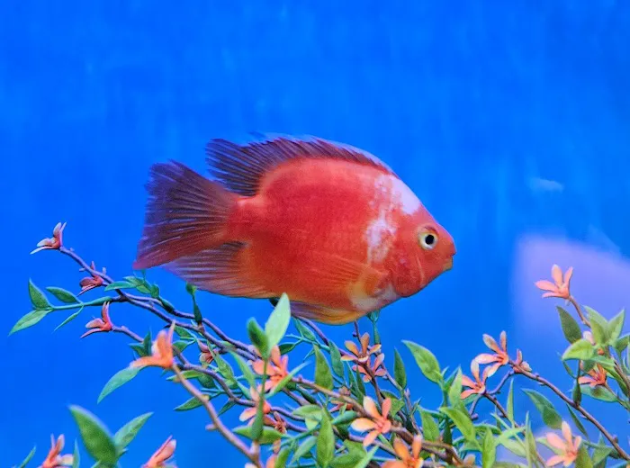 Anchor Aquarium Freshwater Fish & Maintenance Picture 4