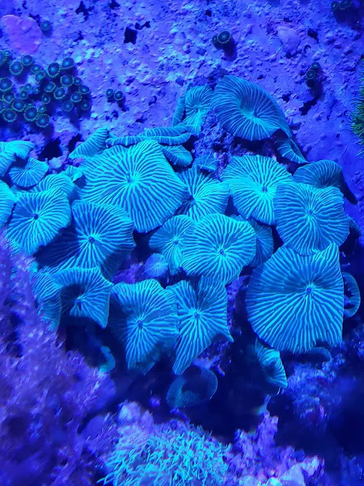 Anchor Aquarium Freshwater Fish & Maintenance Picture 2