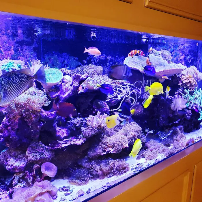 Anchor Aquarium Freshwater Fish & Maintenance Picture 3