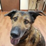 Haven Animal Hospital