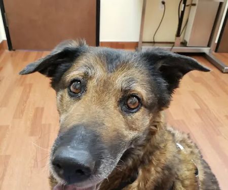 Haven Animal Hospital