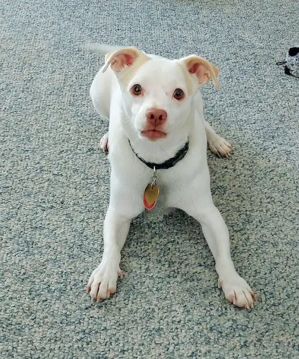 Haven Animal Hospital Picture 8
