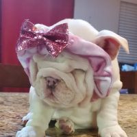 Animal Medical Center ico