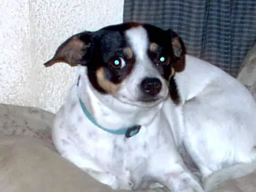 Headley Dusty DVM Picture 9