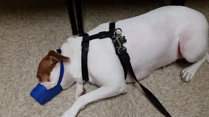 Acacia Animal Hospital Picture 4