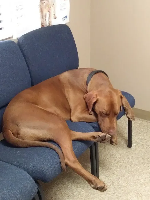 Acacia Animal Hospital Picture 6