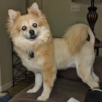 Acacia Animal Hospital ico