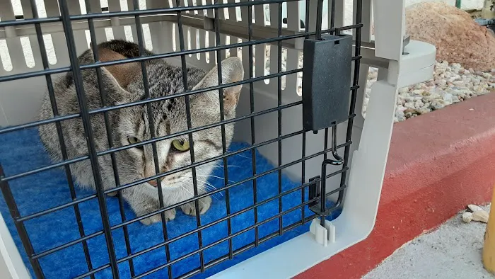 Buena Vista Pet Clinic Picture 4