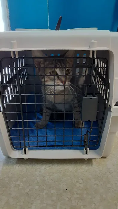 Buena Vista Pet Clinic Picture 1