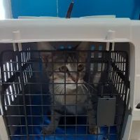 Buena Vista Pet Clinic ico