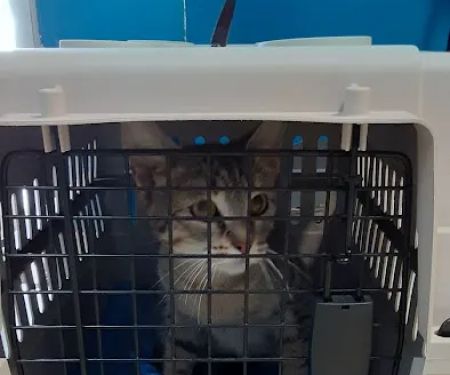 Buena Vista Pet Clinic