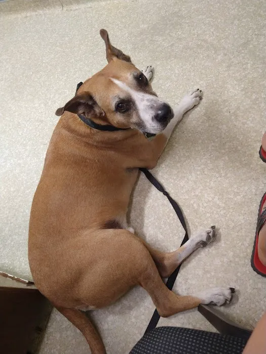 Buena Vista Pet Clinic Picture 9