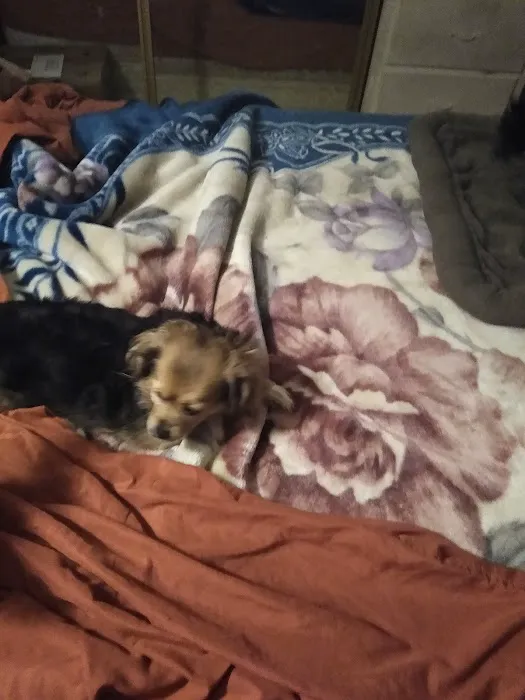 Hemet Animal Hospital: Kaylor Barbara DVM Picture 3